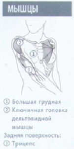 Бюст-без-прикрас-и-прибамбасов_001